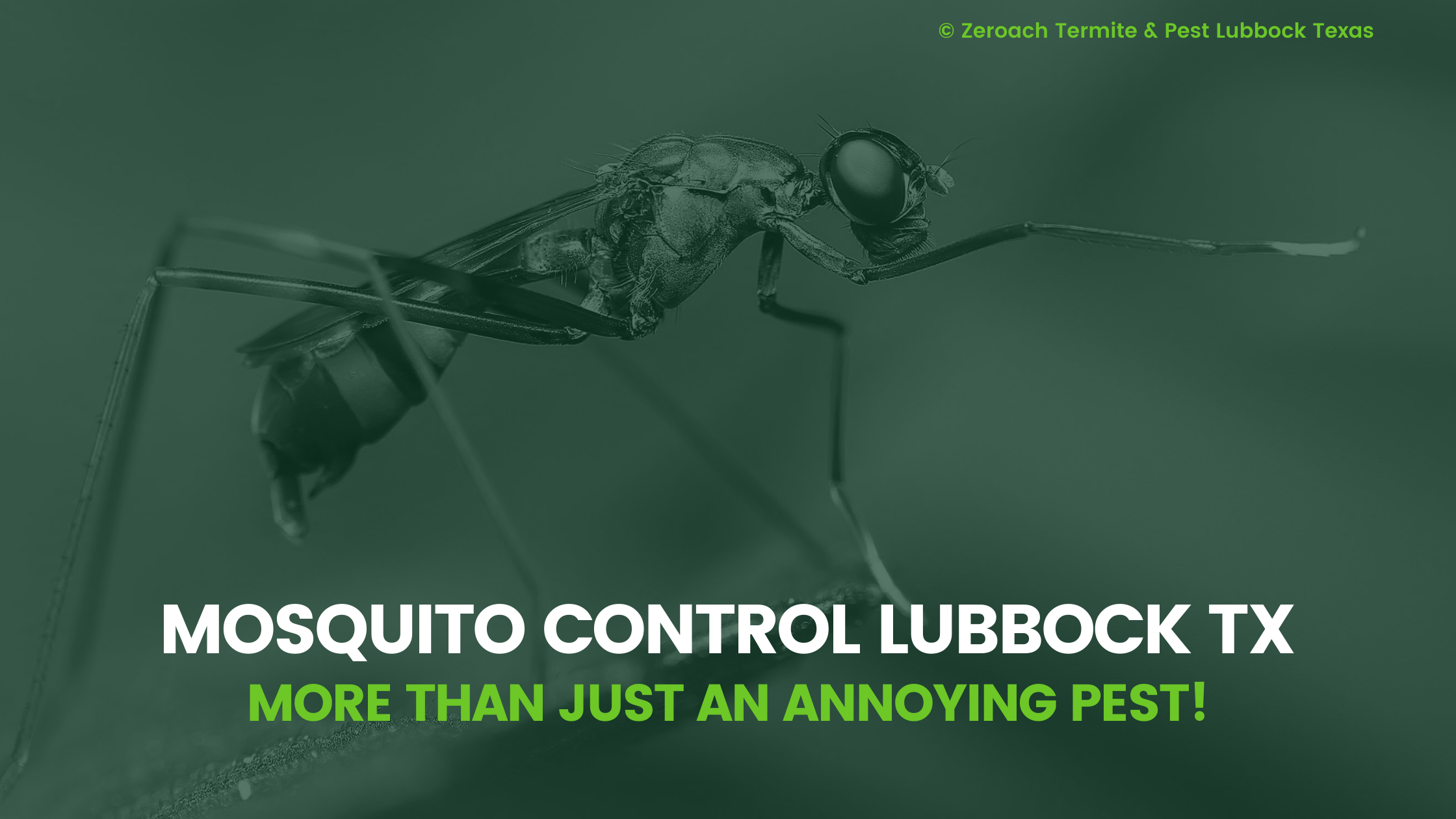 Mosquito Control Lubbock TX: More Than Just An Annoying Pest!