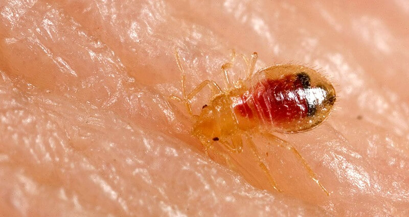 Bed Bug control treatment in Lubbock, TX