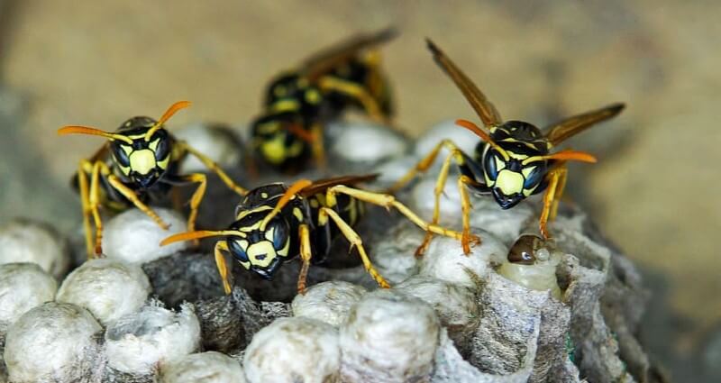 wasp exterminator