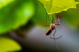 Mosquito treatment Lubbock