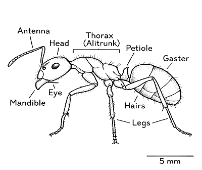 Spider illustration