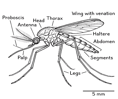 Spider illustration