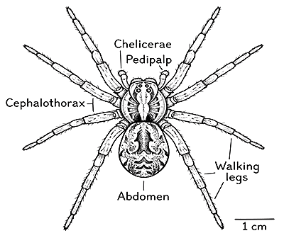 Spider illustration
